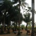   Club Bentota 4*  ( )